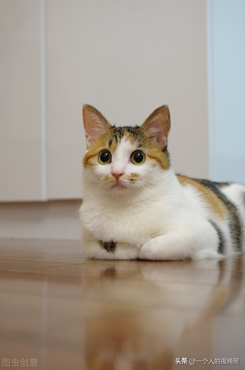 为什么说三花猫是猫中的颜值王者,三花猫为什么被称为最漂亮的猫