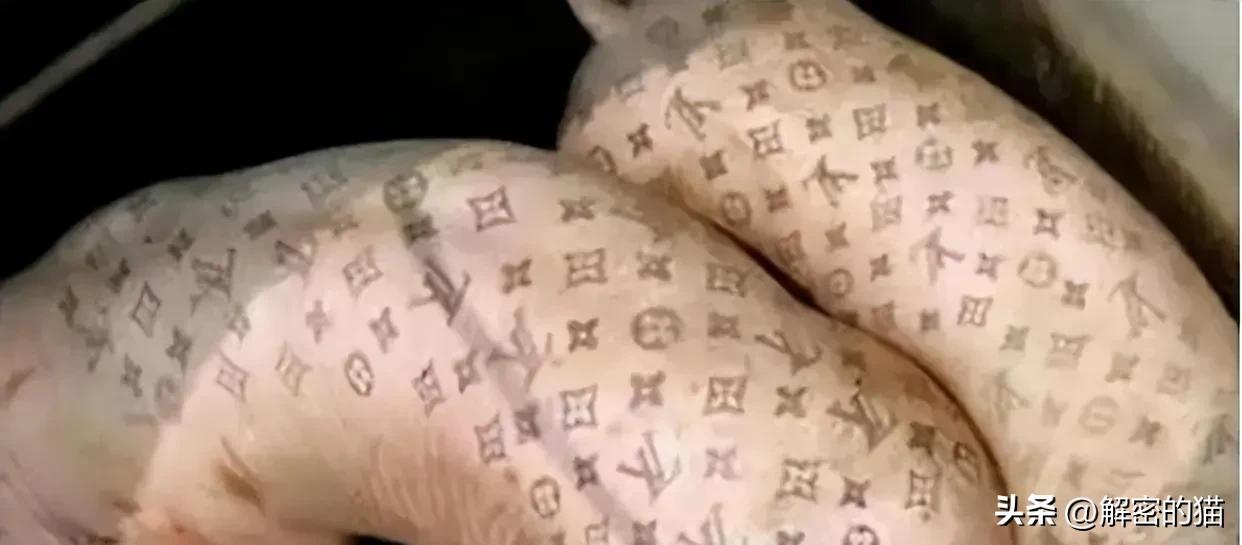 外国小伙给猪纹身,给猪纹身的男人