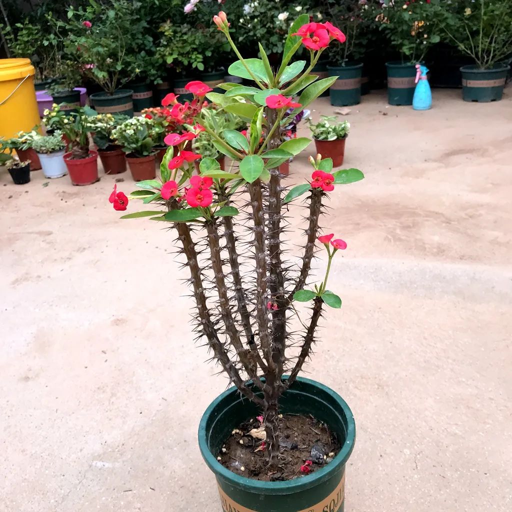 四季最好养的10种花,最适合新手养的5种花清新自然