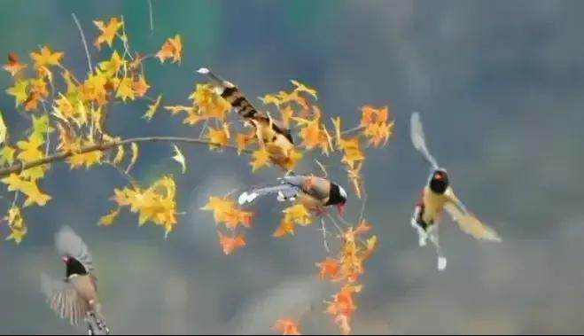 山东曹县为87名无名烈士寻亲找家,曹县孙智敏