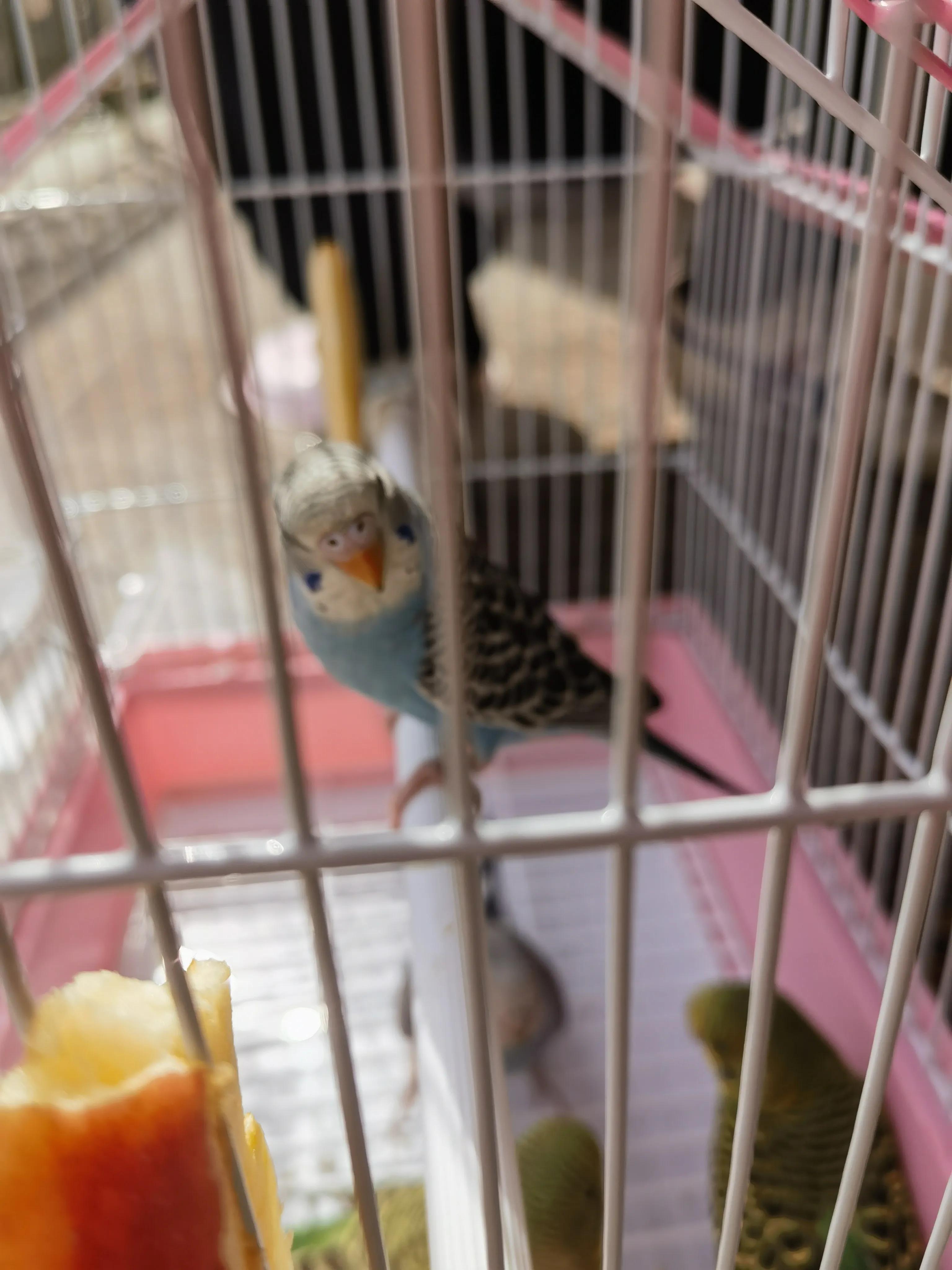 20-25天的虎皮鹦鹉能分出公母吗,1一3个月的虎皮鹦鹉怎样分公母