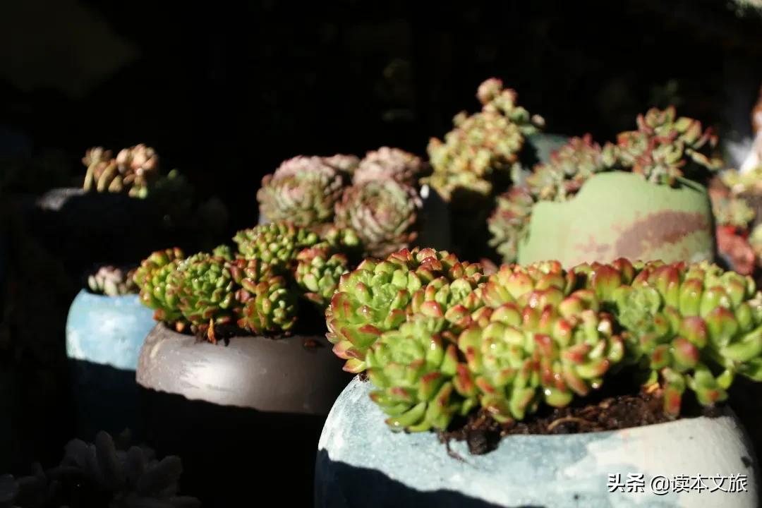 走进多肉世界,丽江古城多肉