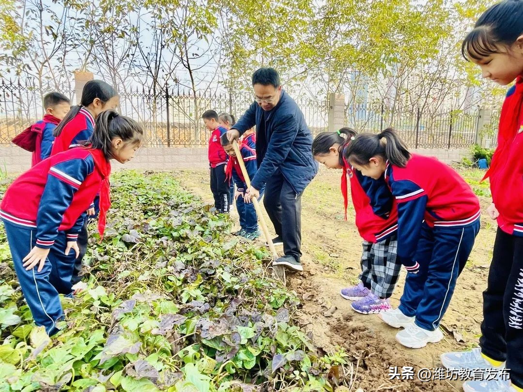 挖红薯、摘柿子、拔花生……看，潍坊学子在劳动中感受秋天
