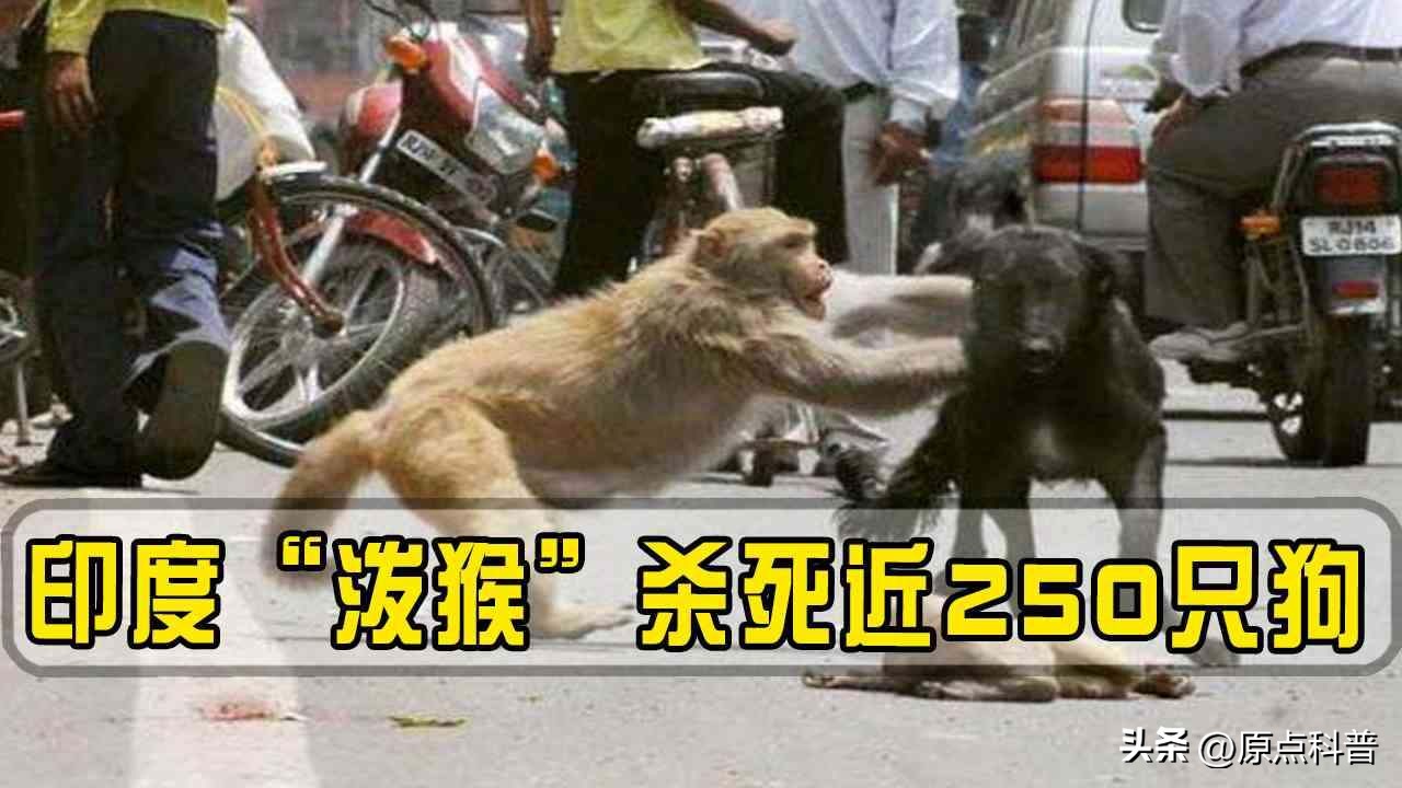 印度泛滥成灾的七大动物，自己不敢吃，想让中国当接盘侠
