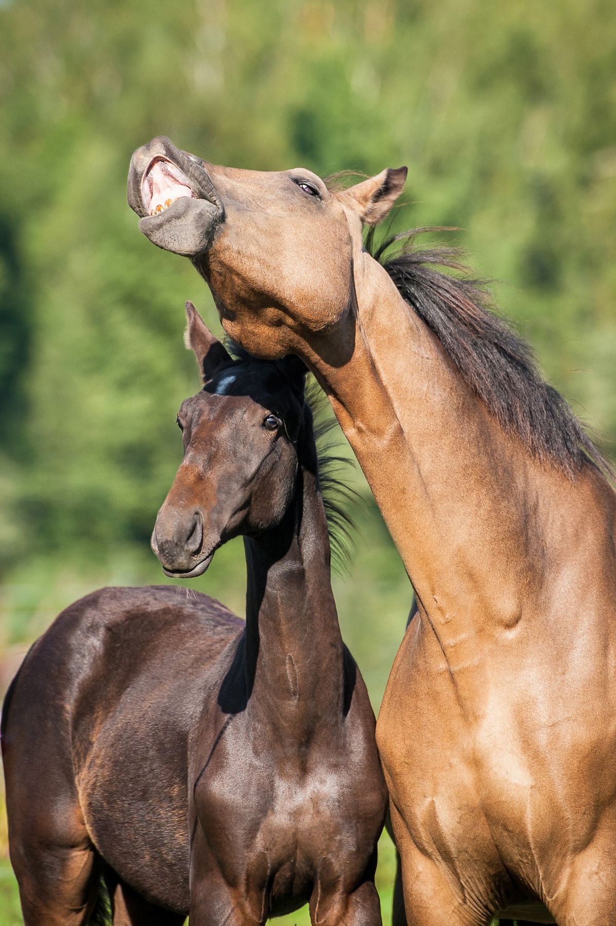 马和牛能够杂交吗,公马和母牛算杂交育种吗