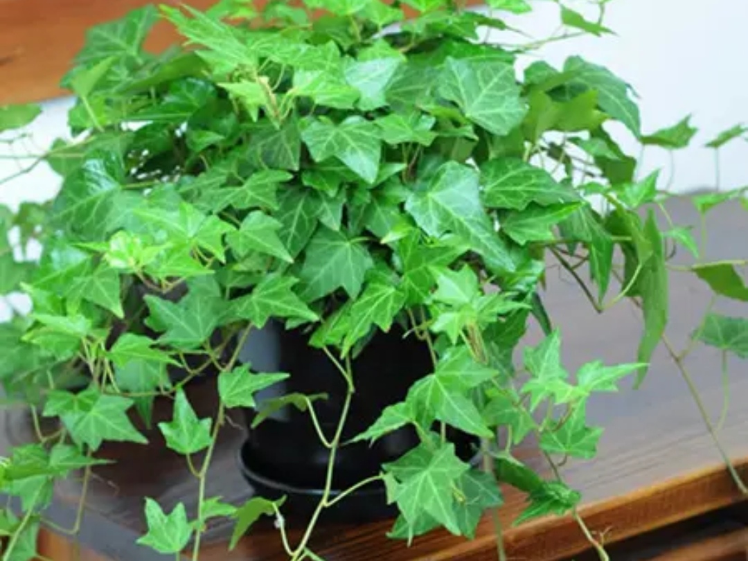 室内适合养什么花或植物净化空气,室内空气净化花草