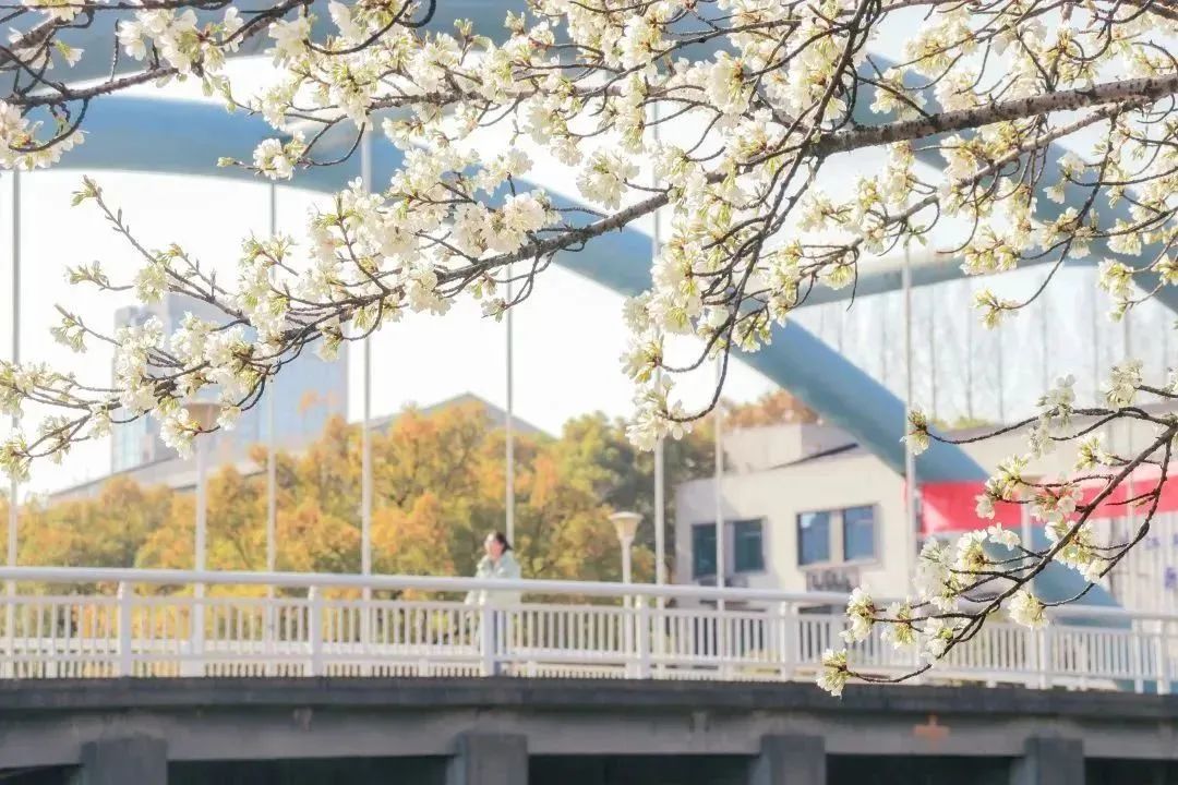 雨樱也浪漫！浙工大美美美！