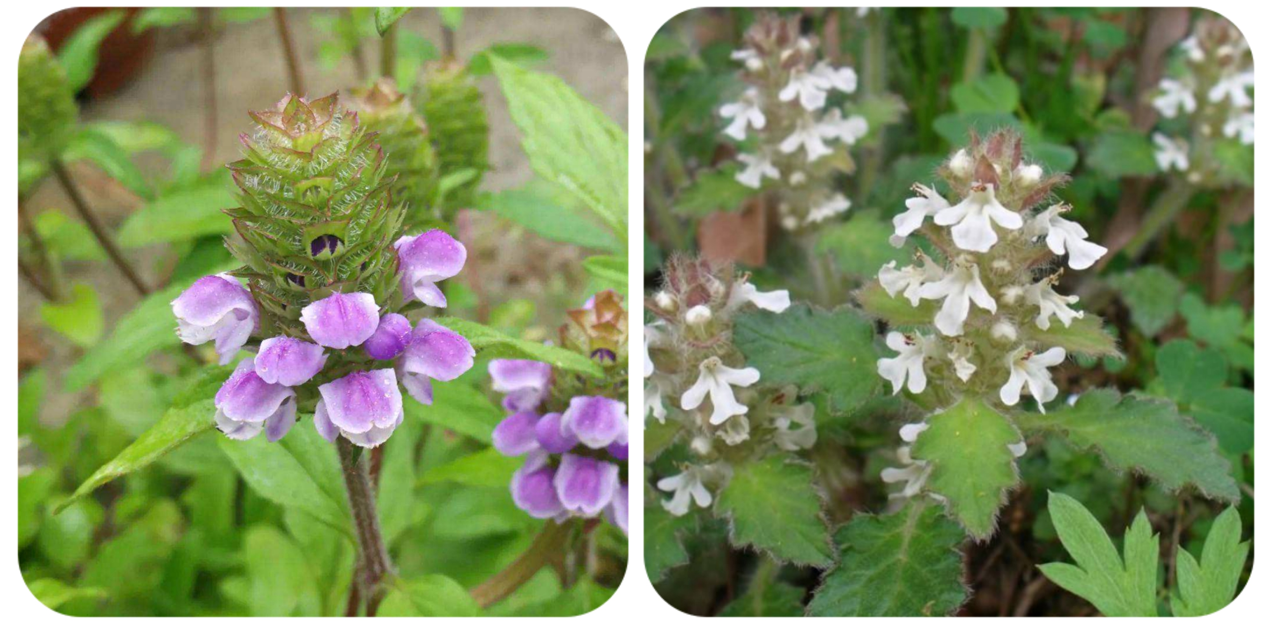 清明期间开的野花有哪些,清明节野花