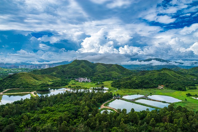 宁夏百年老枸杞,宁夏红枸杞美景