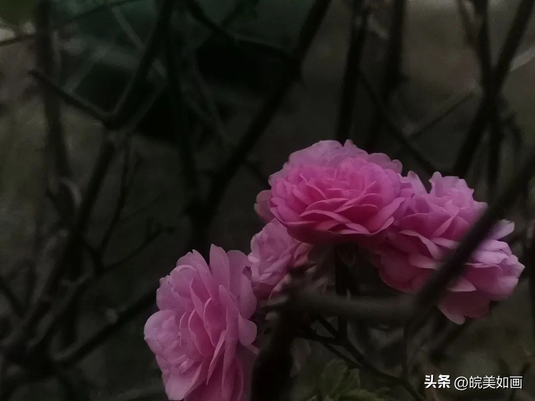 安徽大学好看的风景,高校最美秋景