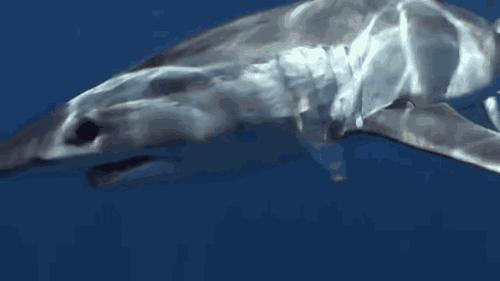 鲨鱼被割掉鱼鳍还能活多久,现在鲨鱼每年有多少被杀