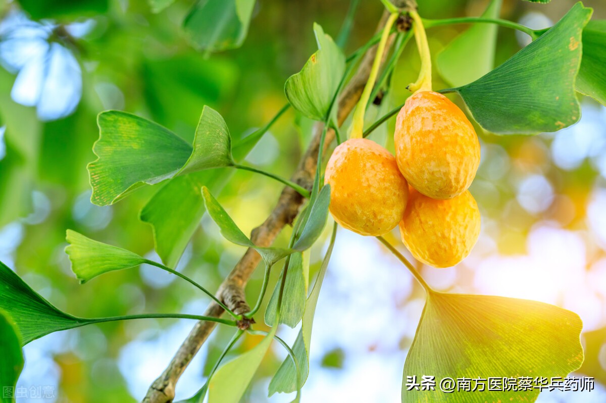 白果定喘汤对支气管哮喘的治疗,白果治哮喘偏方大全