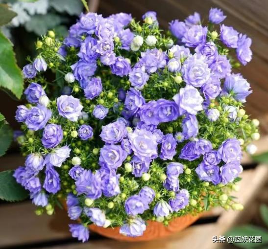 丹麦风铃草的特点,丹麦风铃草耐寒多少度