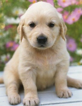 狗狗出门乱跑,狗狗出门老是吠怎么办