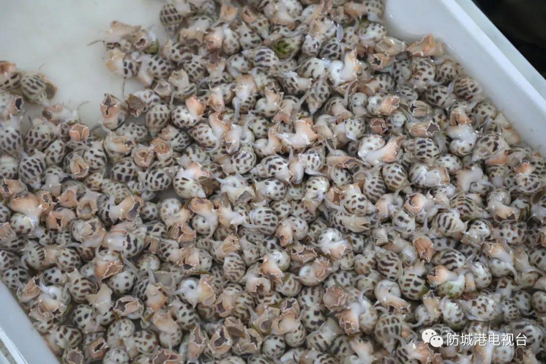 开海了一大波肥美海鲜上岸,开海去哪买海鲜