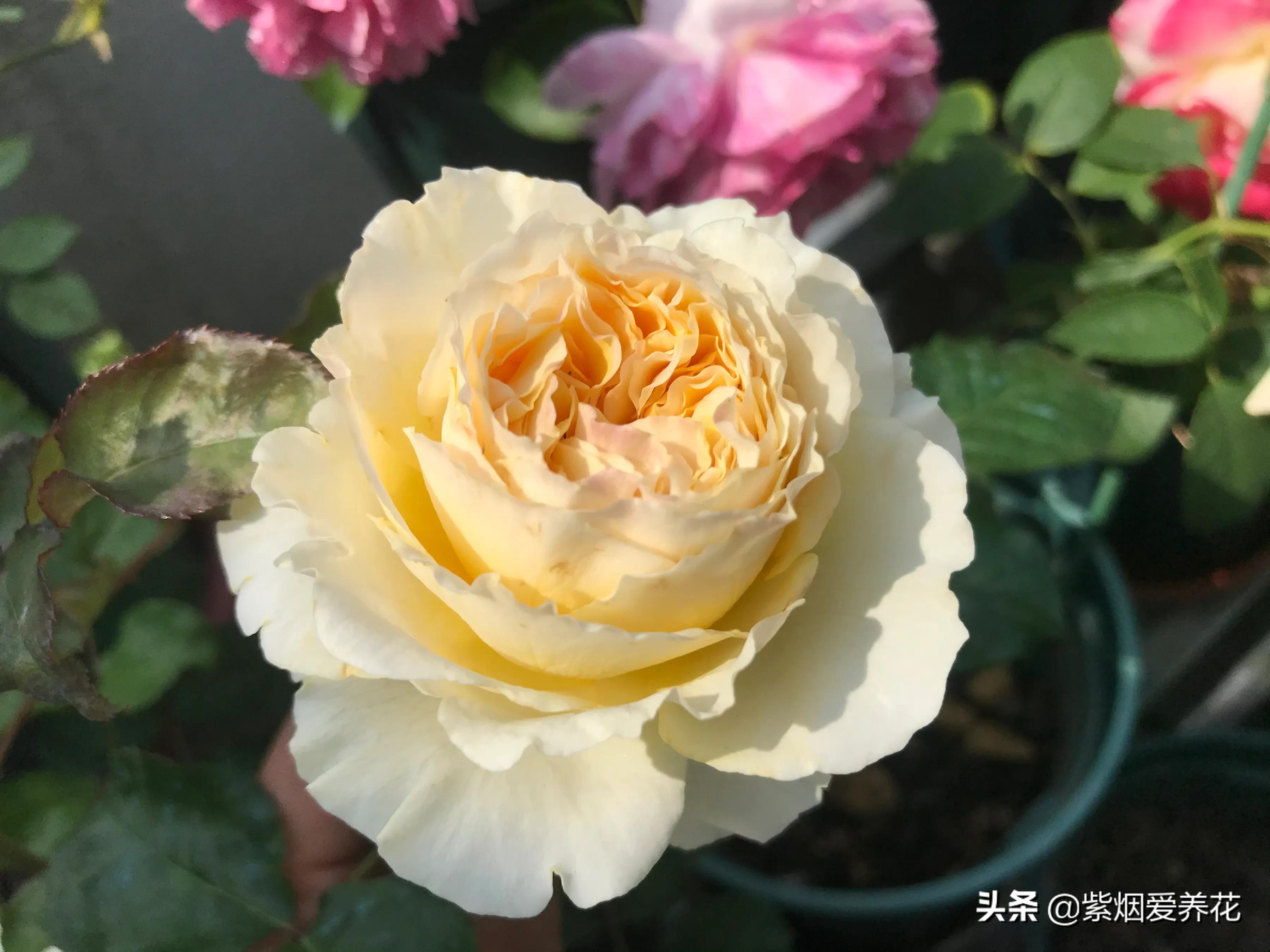 哪些月季仙气十足,又美又香的月季品种