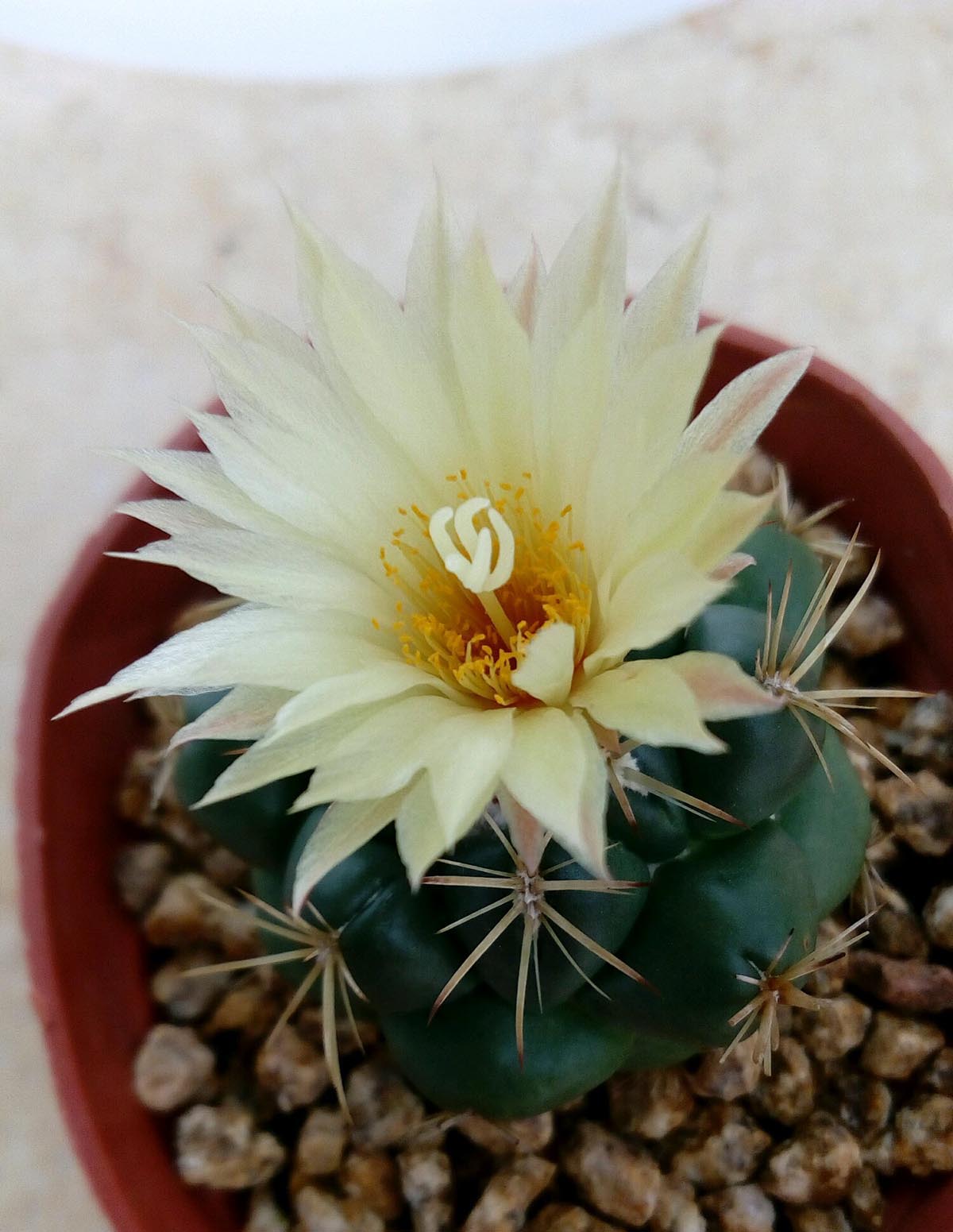 美丽/奇异花草欣赏系列——各种仙人球之象牙丸