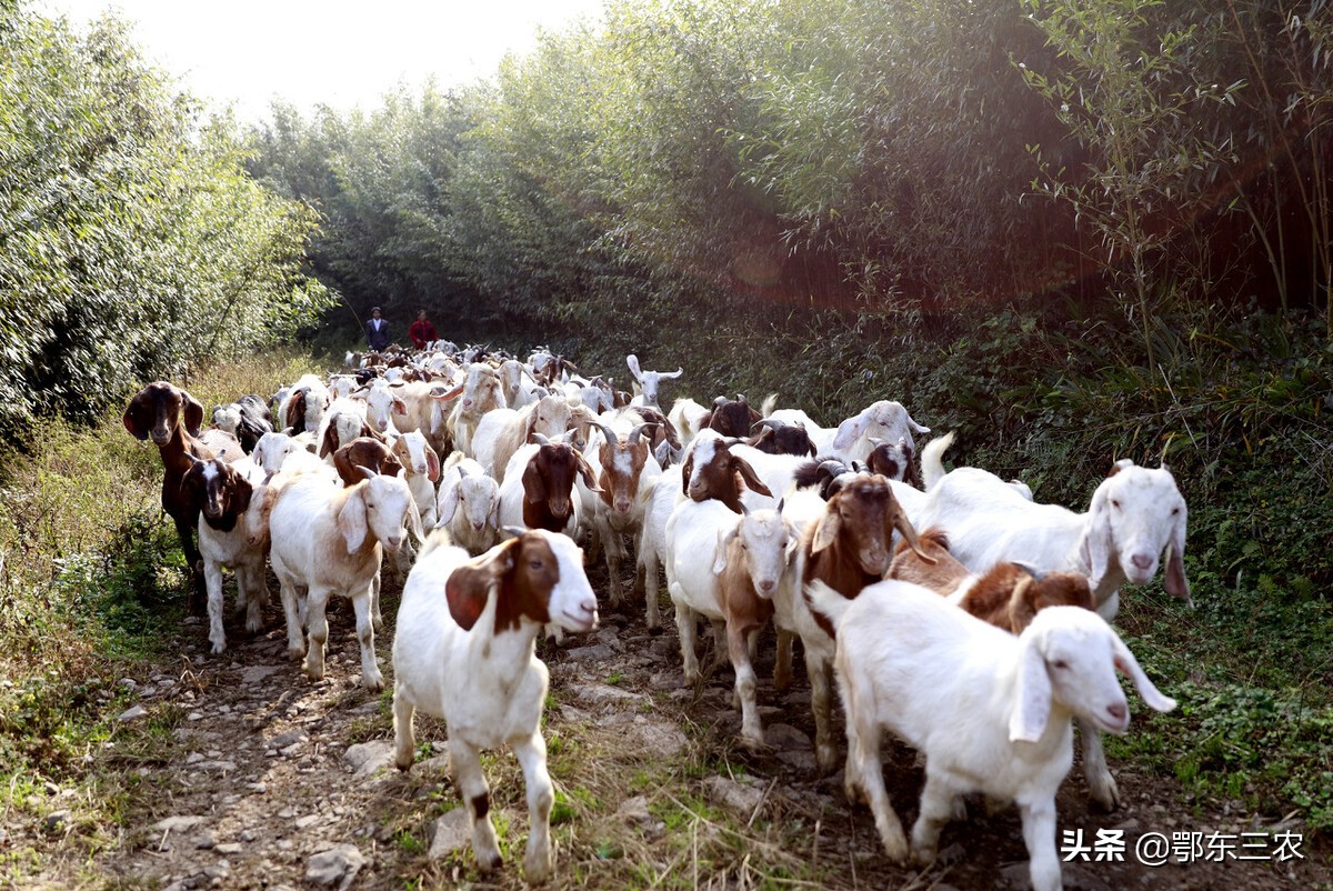 农村人养羊好还是养鸵鸟好,农村人养羊效益怎样