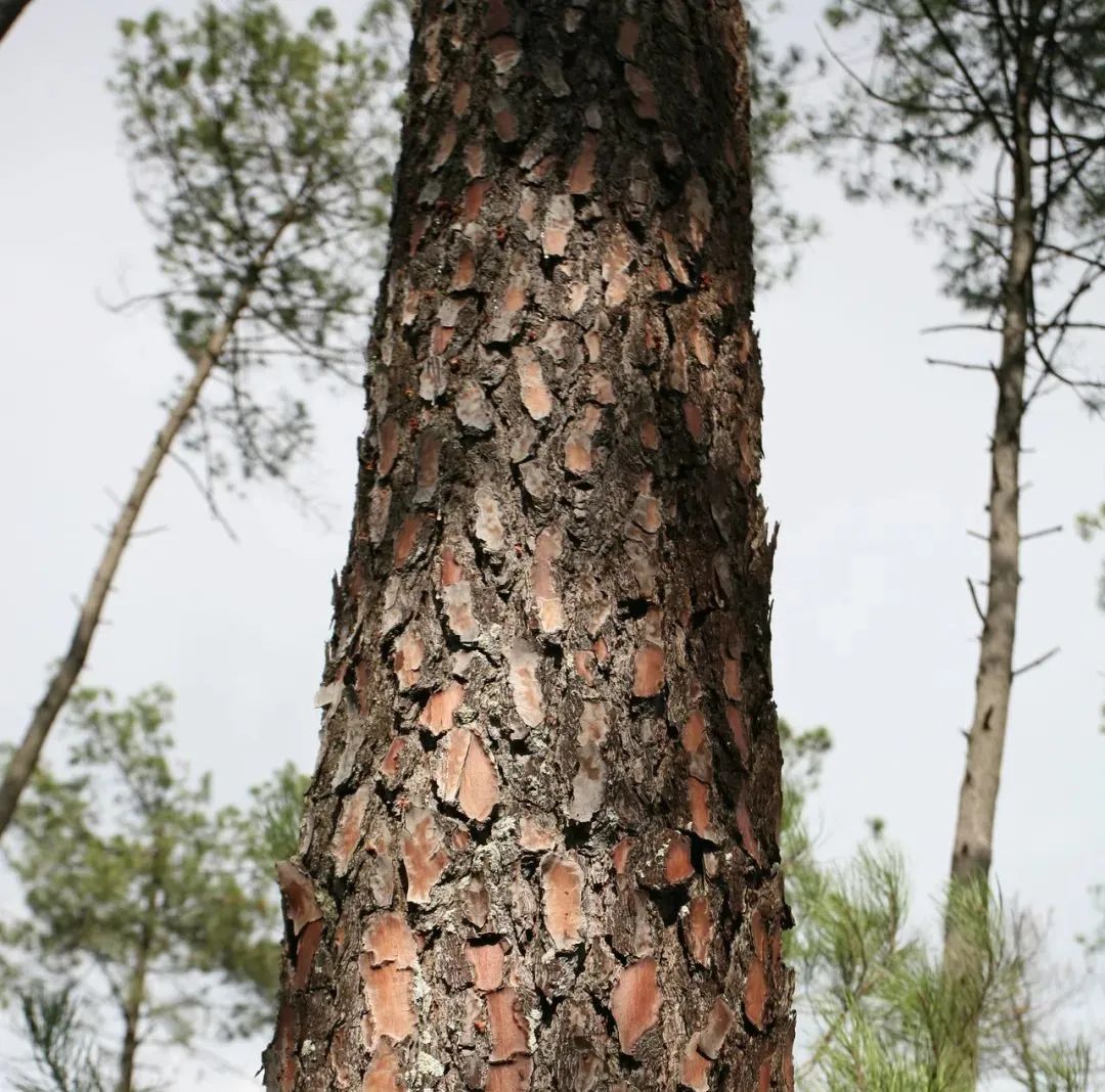 植物提取物是智商税嘛,植物提取物属于食品吗