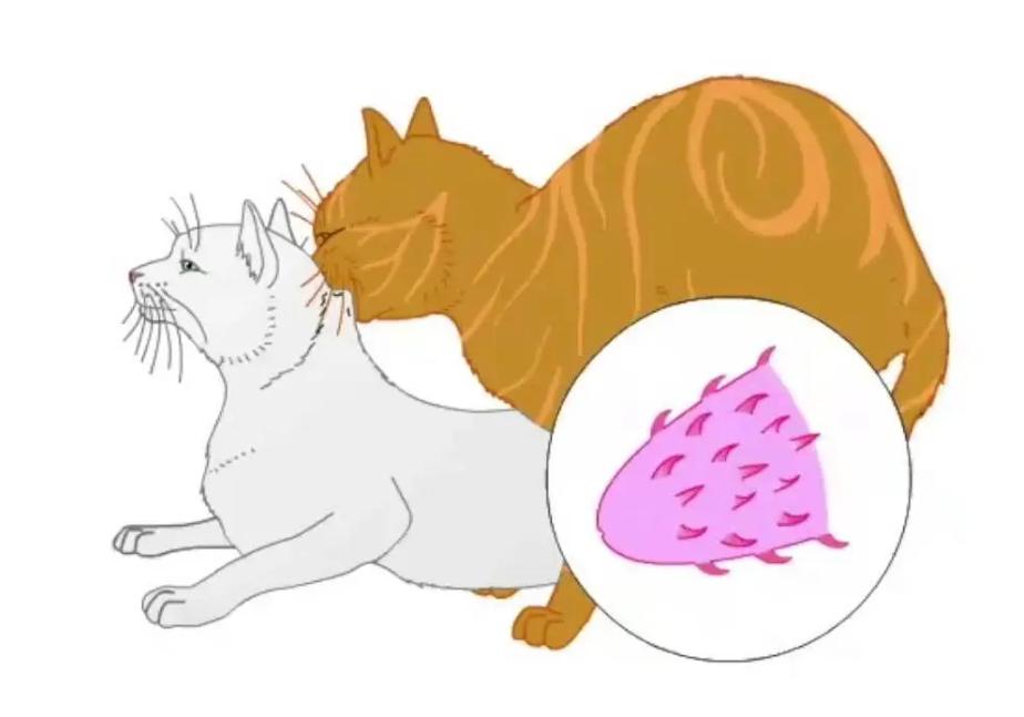 为了交配繁衍，雄性动物有多拼？猫生殖器带刺，鸭子改造成螺旋状