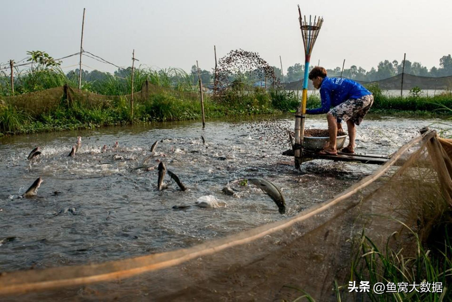 革胡子鲶销声匿迹,革胡子鲶性成熟几年
