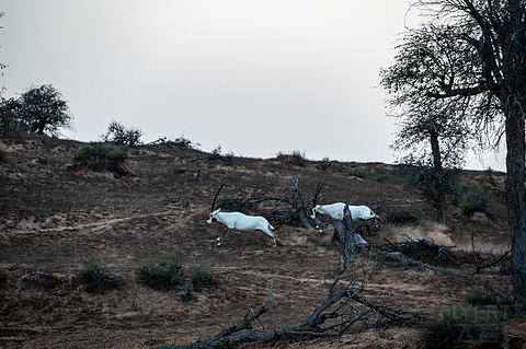 阿联酋丽思卡尔顿,阿联酋野奢帐篷