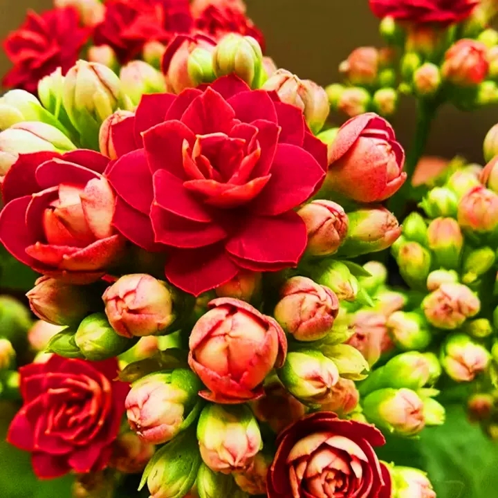 家中驱蚊草,驱蚊草真能赶走蚊子吗