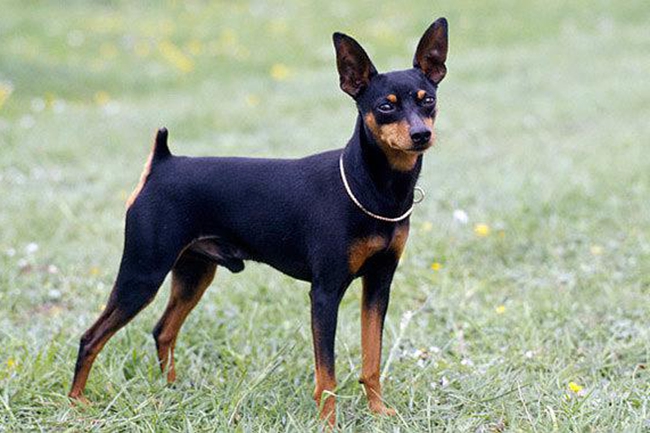 小鹿犬骨折期间怎么照顾？需要每天喝骨头汤吗？喝哪些汤？