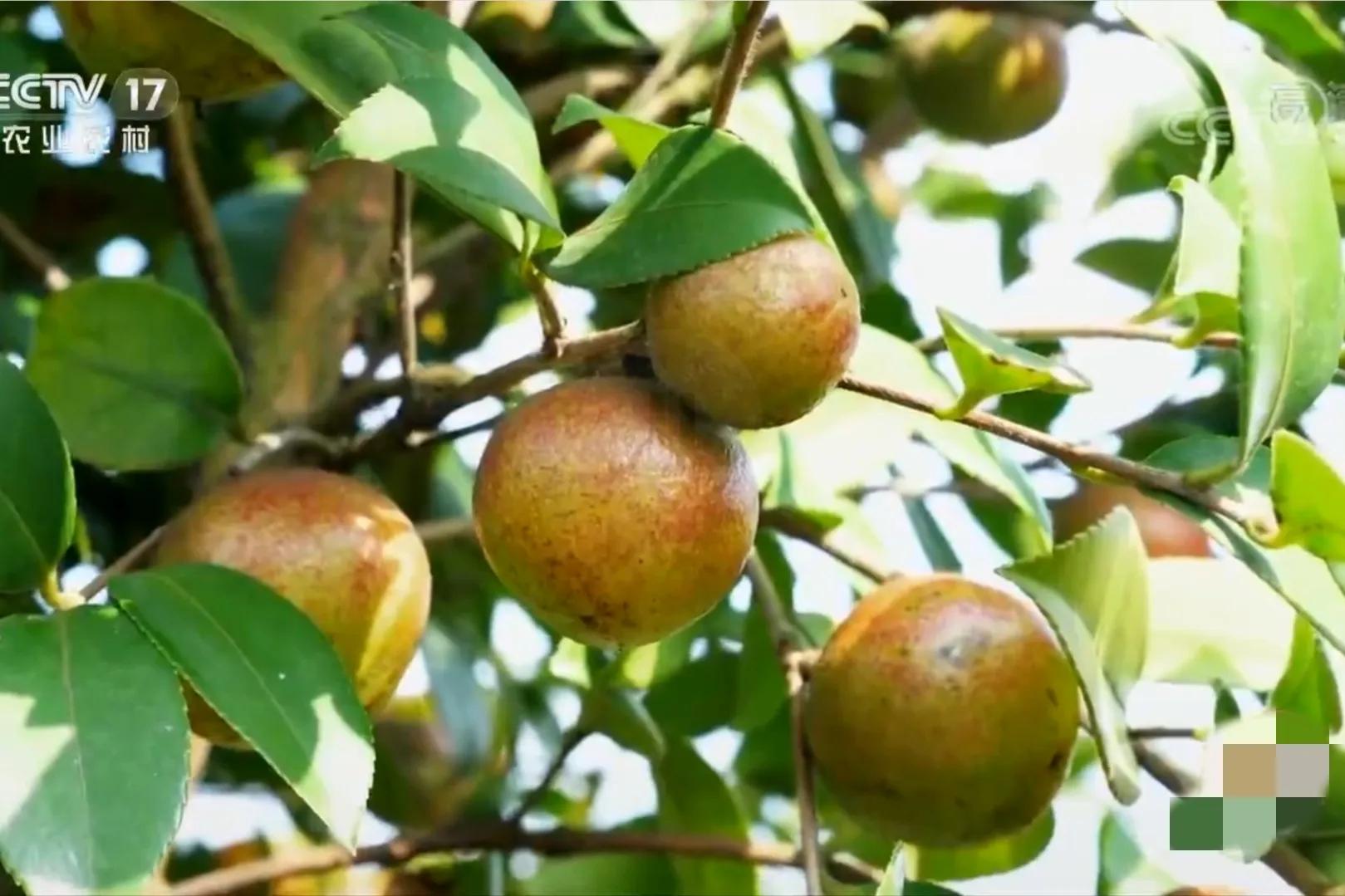 湖南种油茶致富,湖南90后小伙回乡种油茶