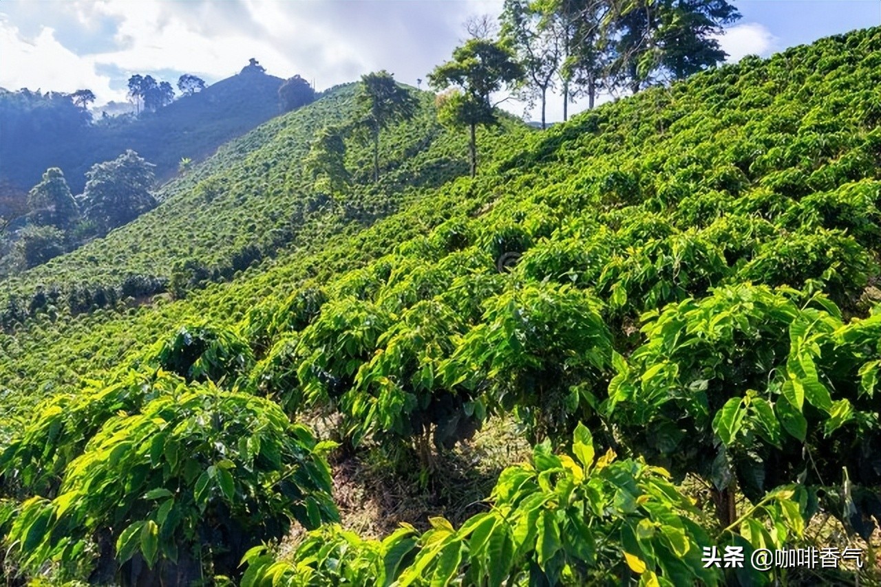 咖啡豆收藏方式,咖啡豆选购的标准