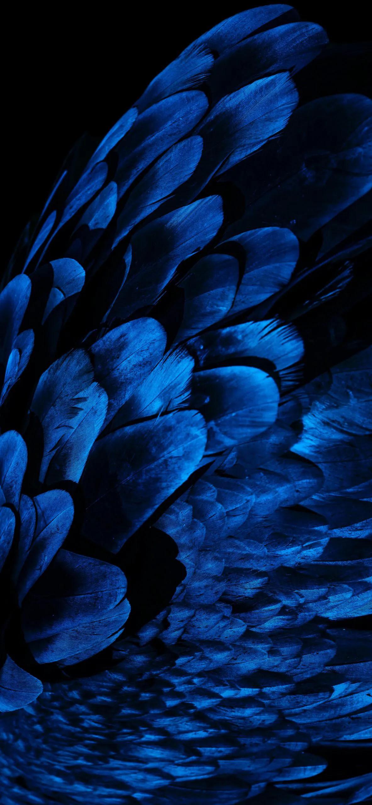 漂亮的羽毛手机壁纸,漂亮的羽毛壁纸手机超清