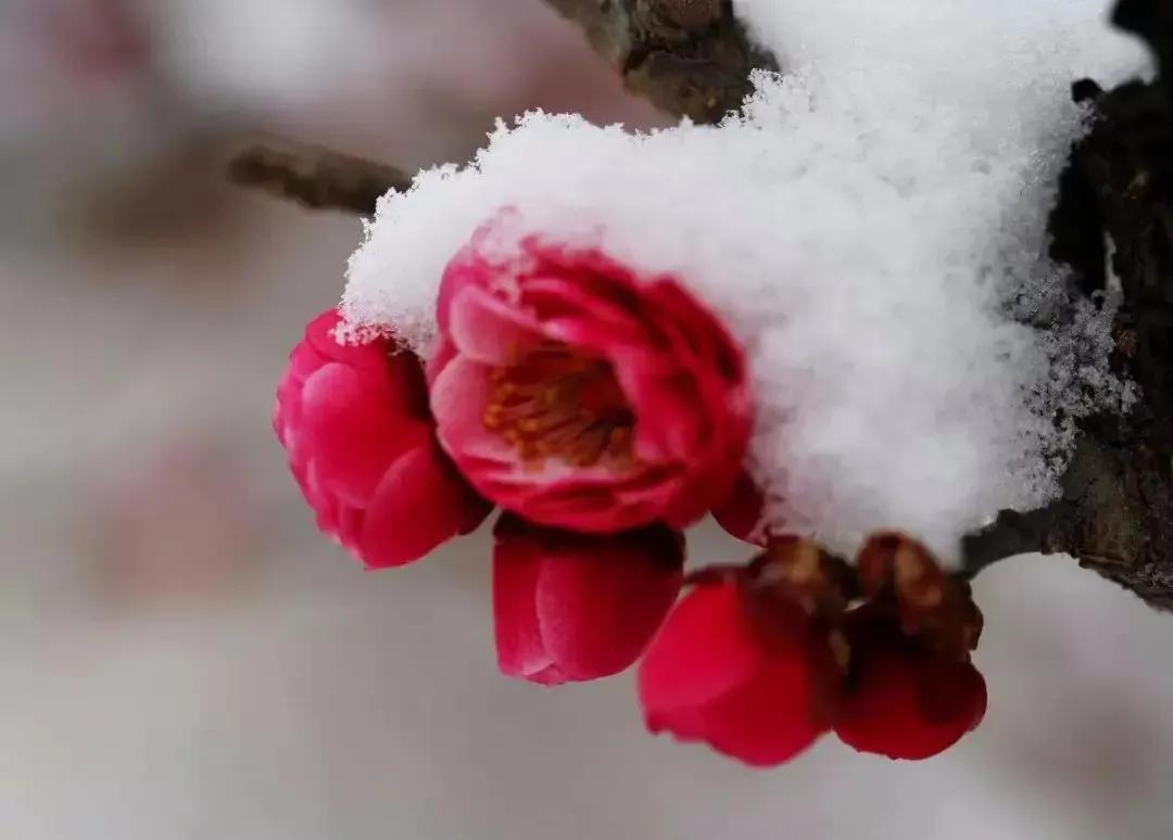 诗词丨心有花开，春景常在