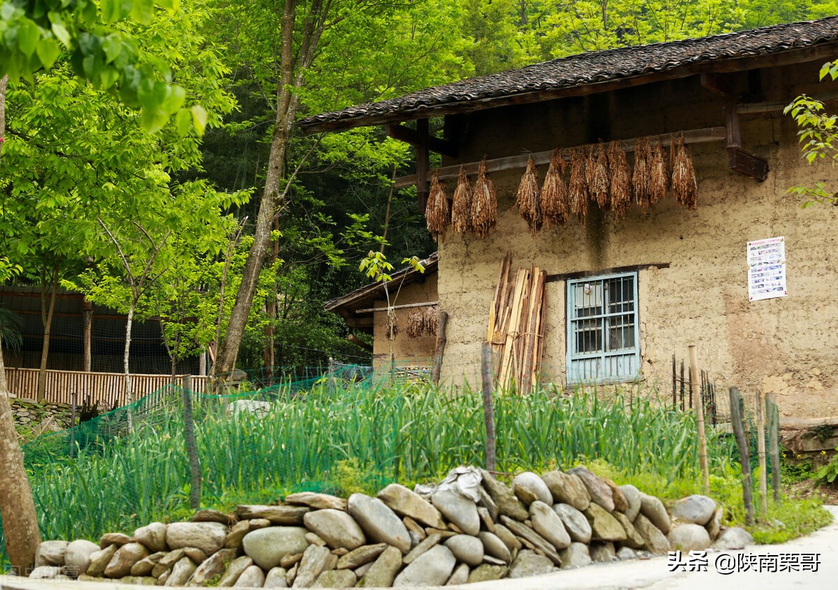 门前树不能乱,门前种的树风水好吗