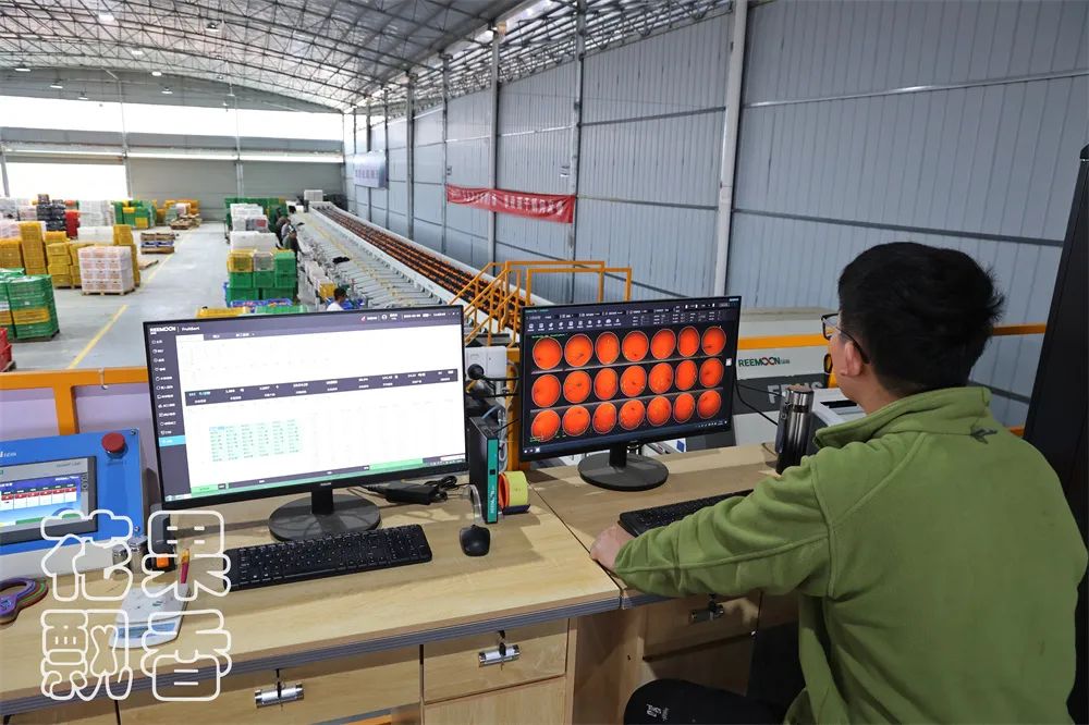 从0.6元到4元，优质优价能否引领农民种好果？