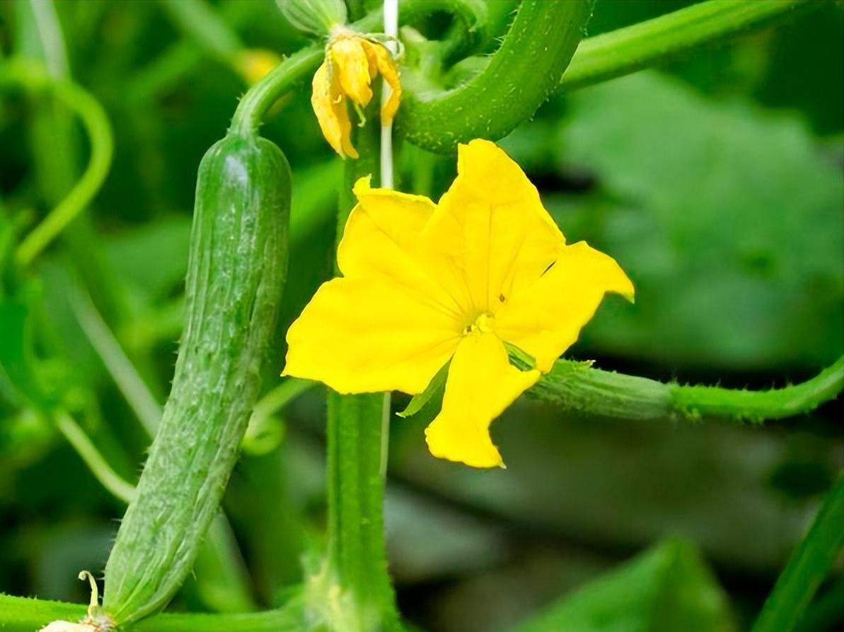 黄瓜基因组数据库怎么查基因序列,黄瓜花叶病毒基因序列