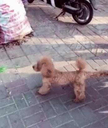 泰迪犬怎样训练大小便,泰迪犬大小便训练