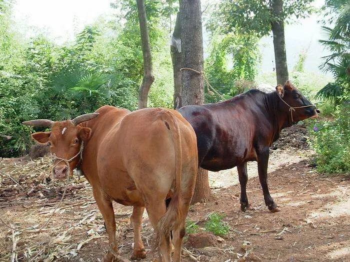 2023年是黑兔年是不是灾难多,2023年是黑兔劫吗