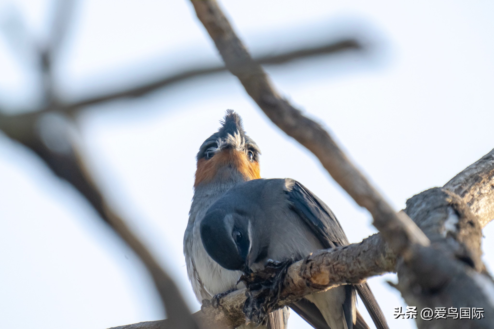 Alpha 1鸟种“加新”之旅 索尼云南拍鸟活动手记