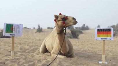 大熊猫成功预测世界杯,世界杯熊猫预测
