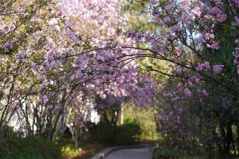赏花来这里这是云南的专属浪漫,五月来昆明遇见紫色花海