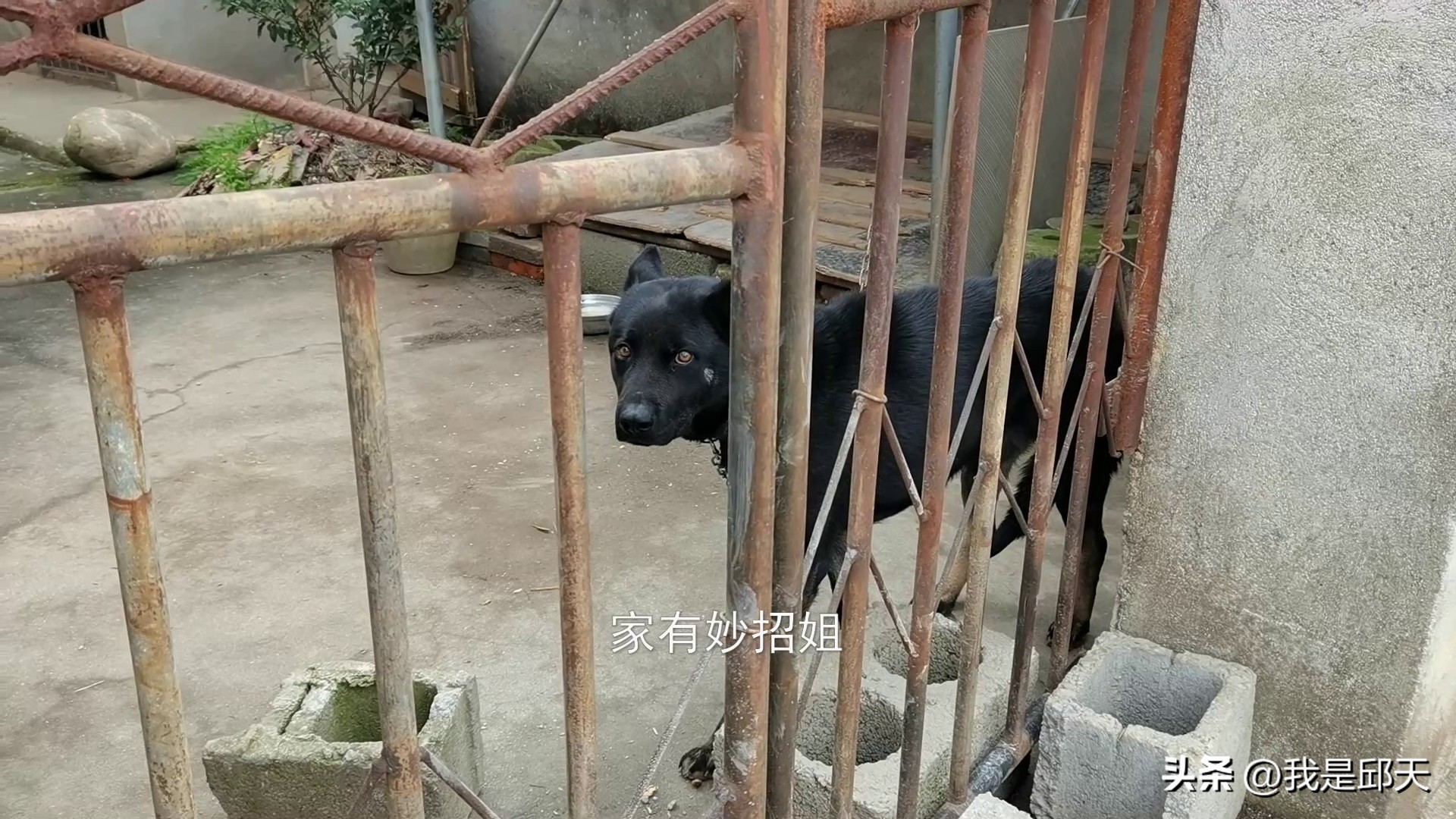 被狗追咬自救的方法,骑电动车被狗追自救的方法是什么