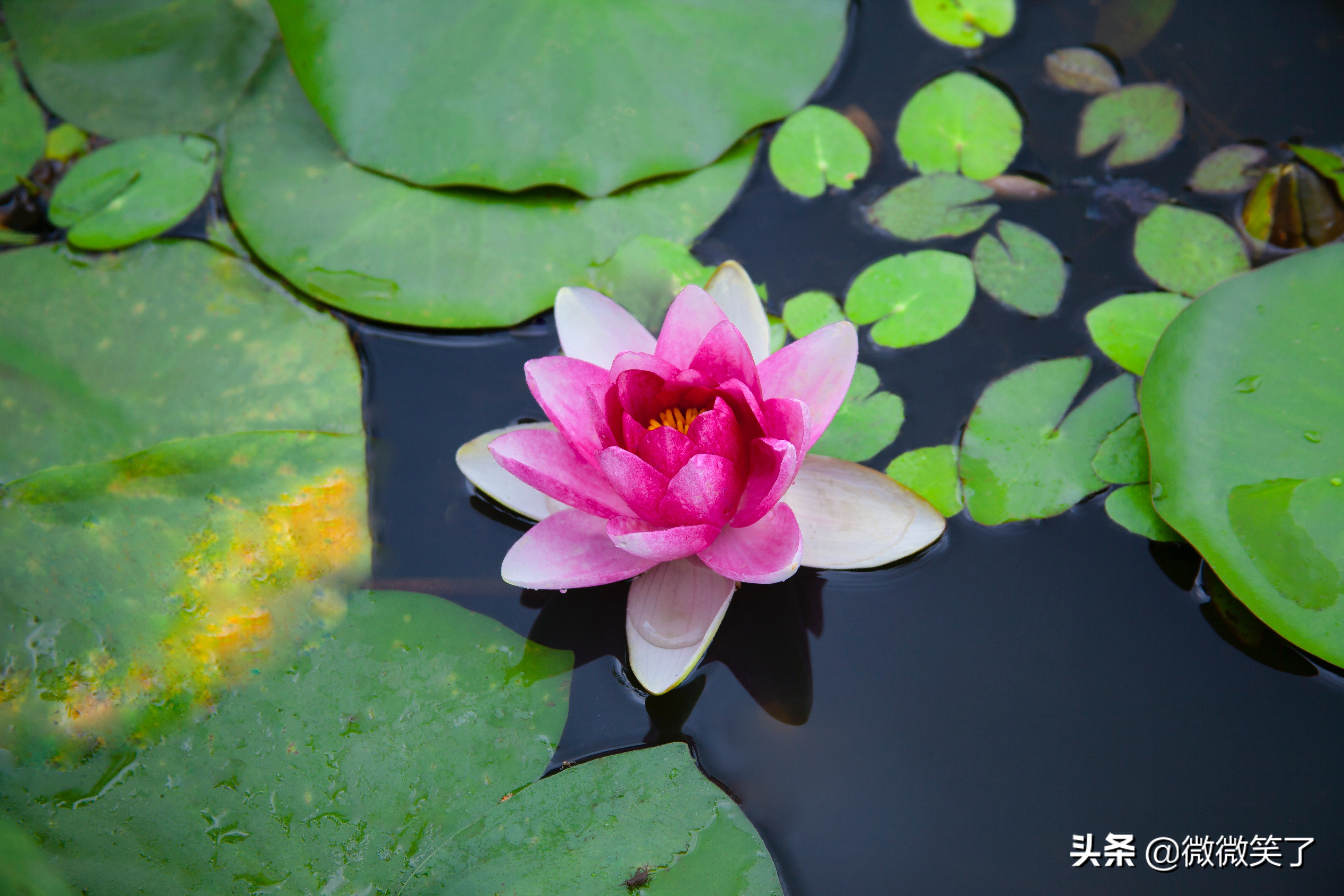 次第花开的真谛,关于次第花开的感悟