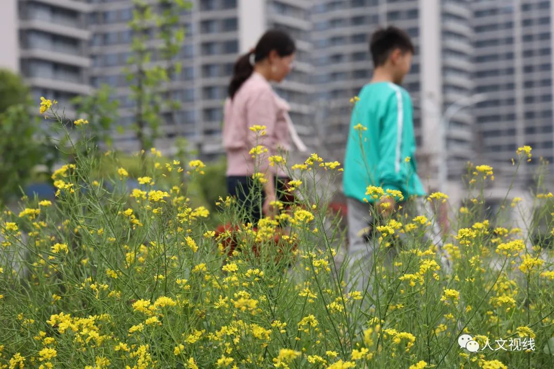 清明回乡,清明祭祖回乡记