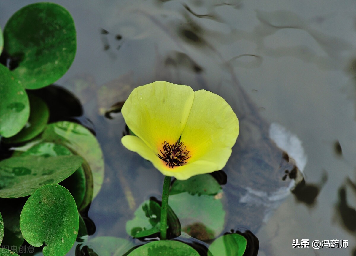 泽泻的减肥功效与作用,中药知识必学泽泻