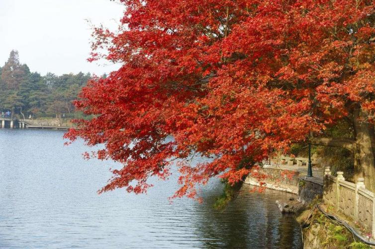 黄石市哪个地方看红叶最好,黄石附近夜景游玩景点推荐