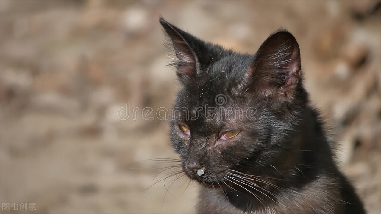 猫鼻支症状吃什么药,猫感冒与猫鼻支的症状