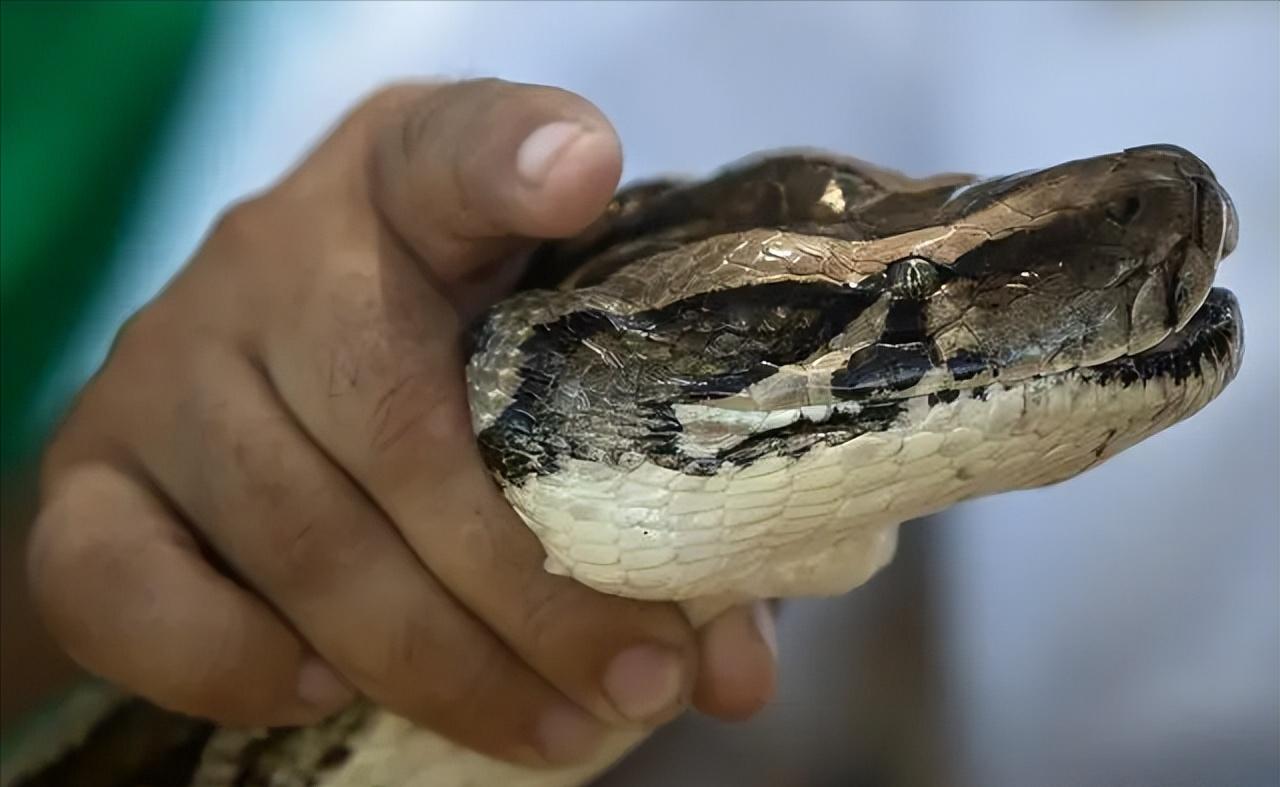 打蛇打七寸那么七寸到底在哪里呢,打蛇要打七寸下一句是什么