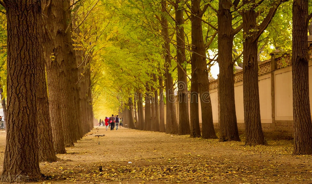 银杏为什么是最孤独的植物,最孤独的银杏