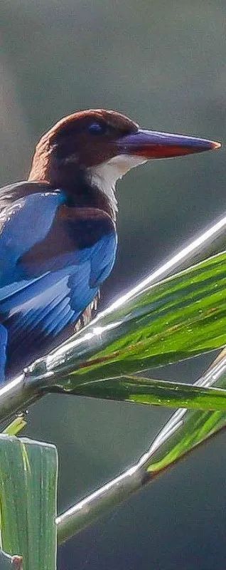 微信刷掌支付落地深圳,飞阅微信