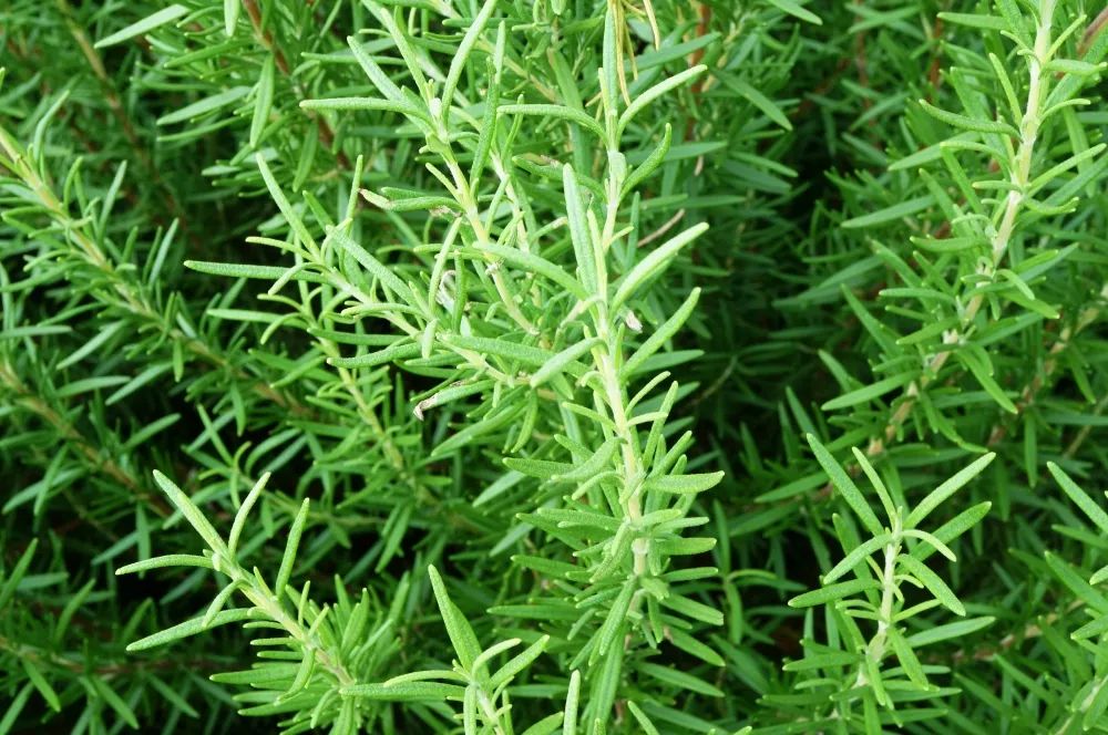 迷迭香的应用领域,迷迭香的产地和传统用途有哪些